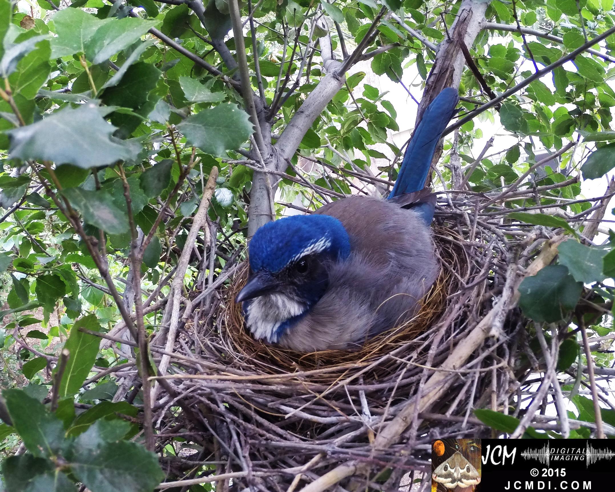 Scrub Jay Nest Documentary GoPro Hero3+ Black polecam 4-4-2015 Santa Clarita JCMDI.COM